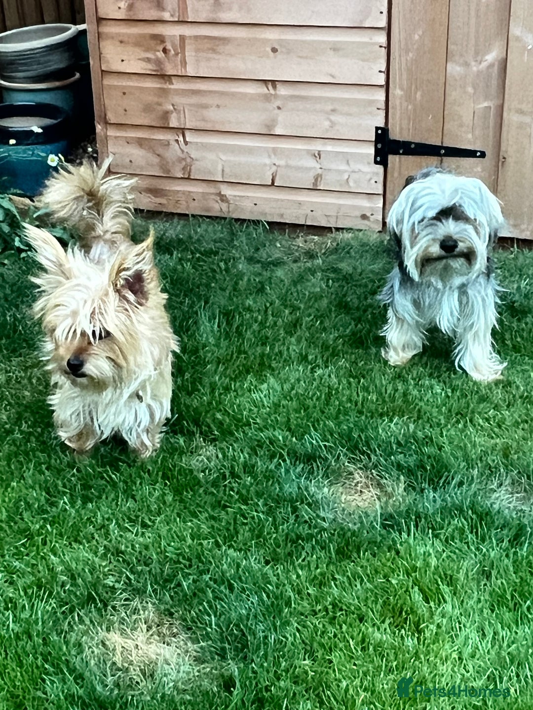 Yorkshire Terrier dogs for sale: Beautiful Chocolate Orange Yorkshire Terriers - Image 23