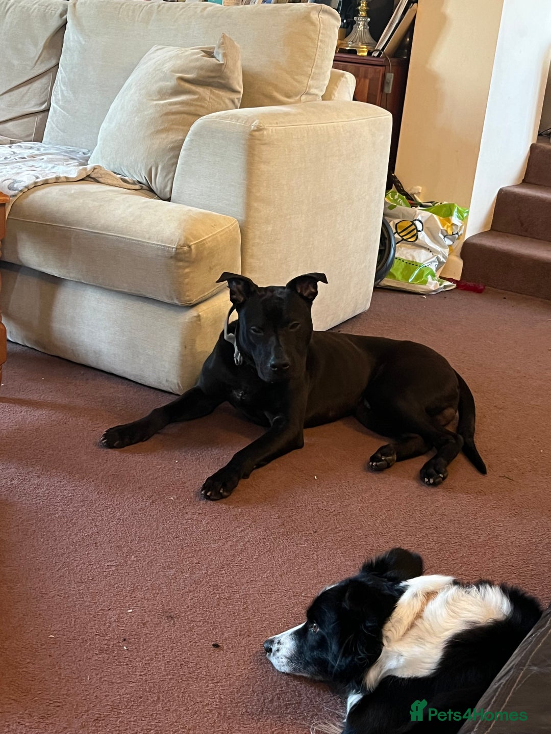 Mixed Breed dogs for sale: Rocco  - Advert 2