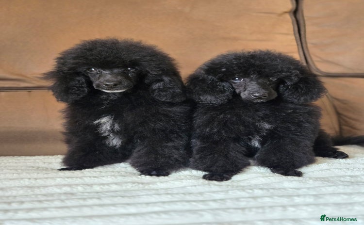 Toy Poodle dogs - Advert 1