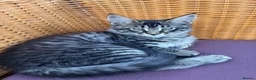 Maine Coon cats for sale: Stuning Maine Coone kittens - Advert 4