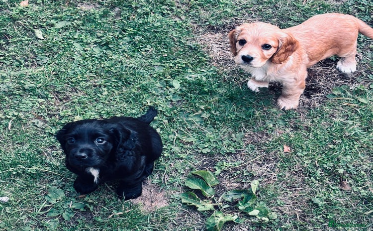 Cocker Spaniel dogs - Advert 14