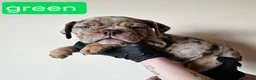 Olde English Bulldogge dogs for sale: Olde English Bulldoge litter of 8 - Advert 38