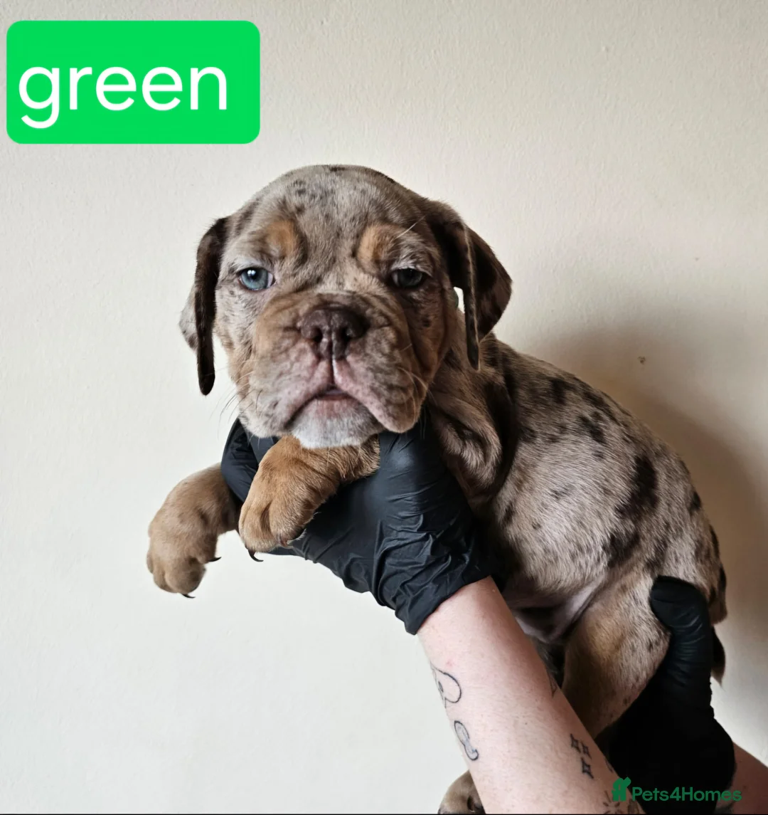Olde English Bulldogge dogs for sale: Olde English Bulldoge litter of 8 - Advert 38