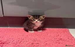 Mixed Breed cats for sale: Kittens ready for a new home  - Image 4