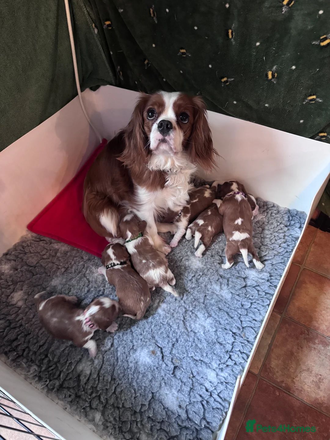 Cavalier King Charles Spaniel dogs for sale: Cavalier King Charles KC reg DNA 5* home breed - Advert 21