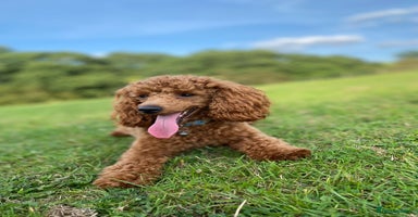 Toy Poodle dogs - Advert 9