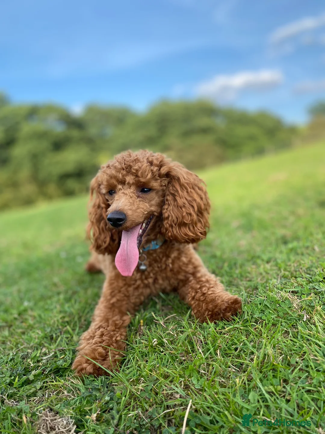 Toy Poodle dogs for stud: Toy Poodle - Red - KC Reg  - FOR STUD - Advert 2