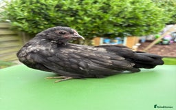 Chickens poultry for sale: Serama chickens for sale  - Image 4