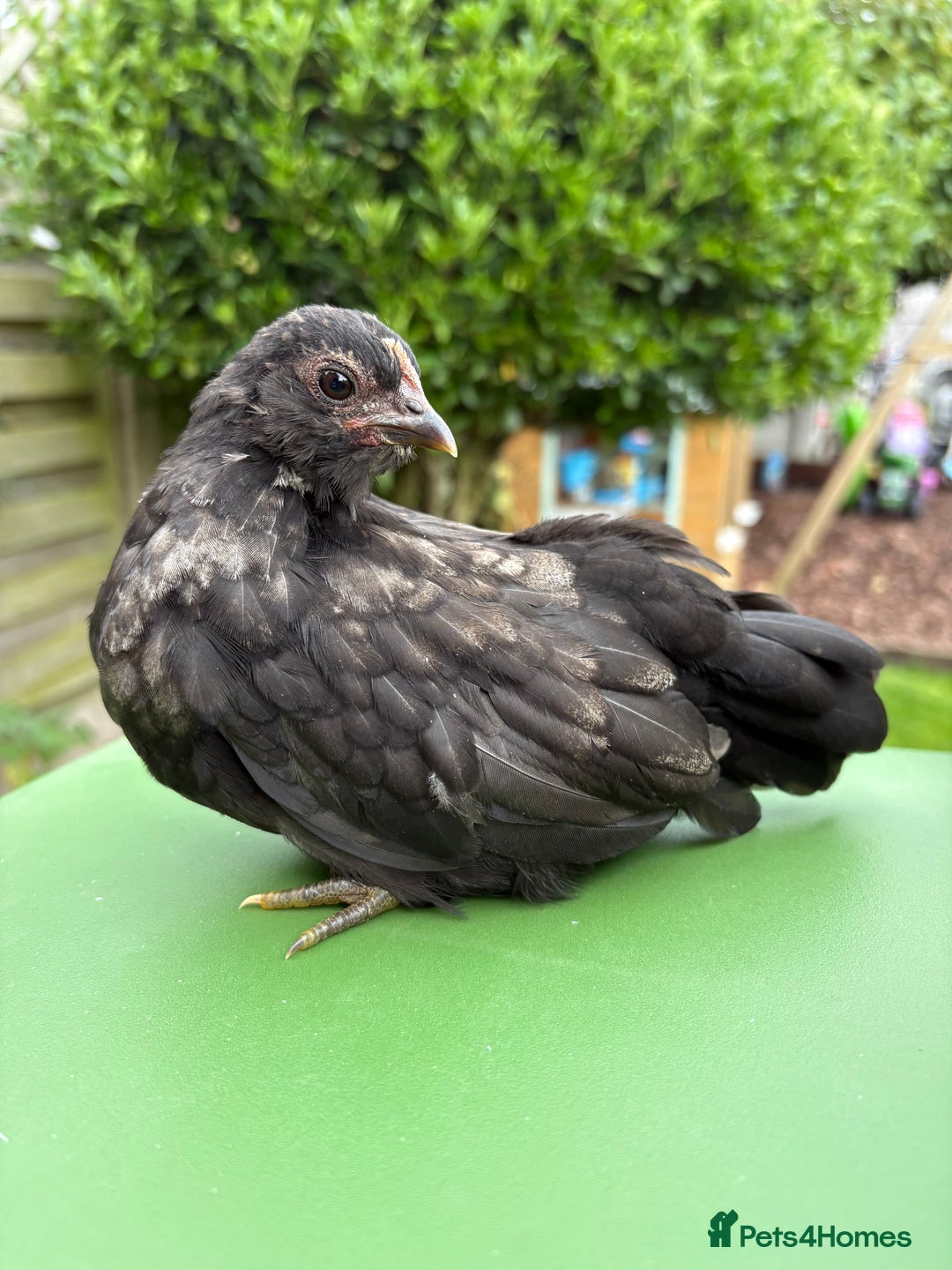 Chickens poultry for sale: Serama chickens for sale  - Image 4