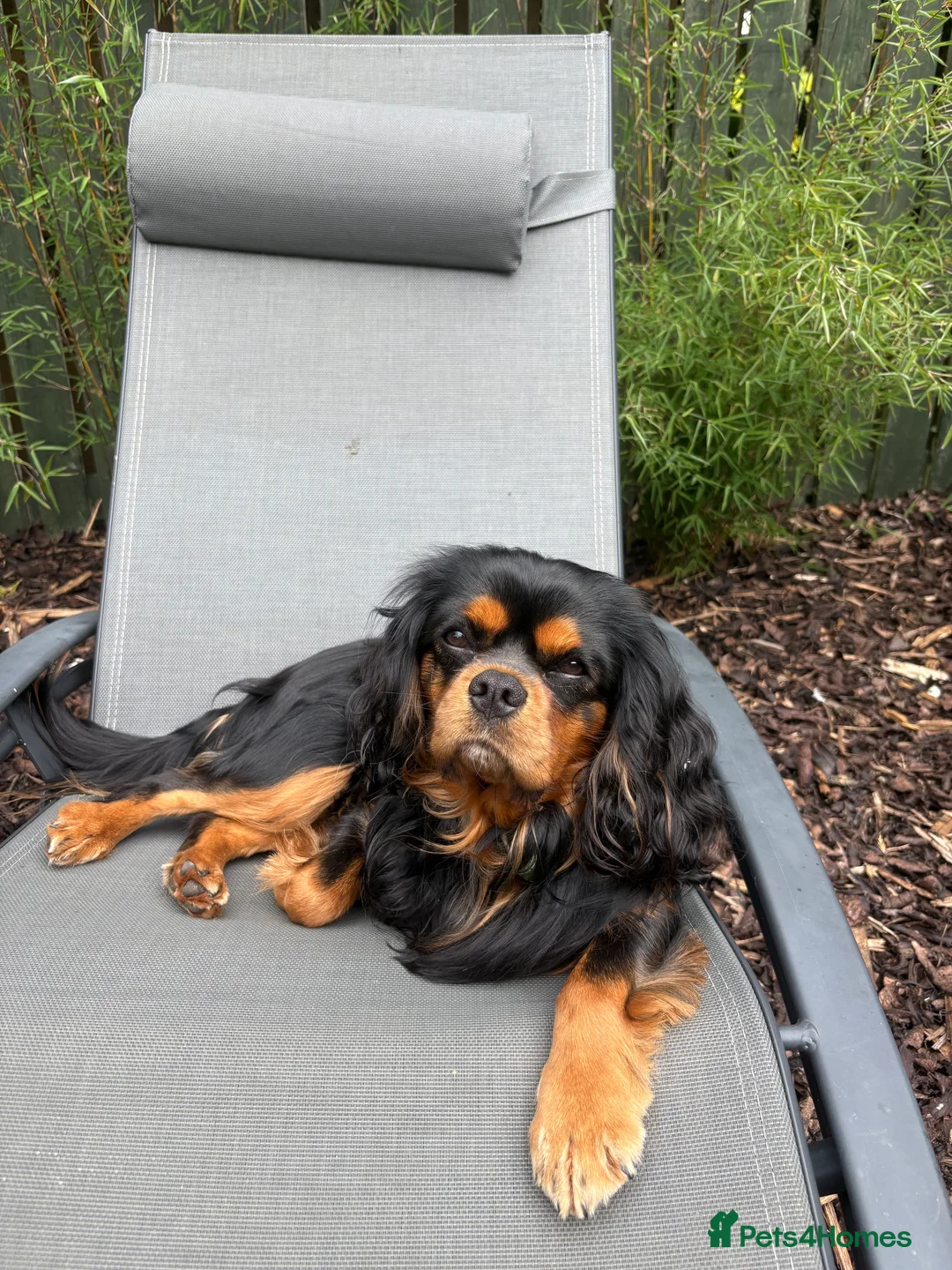 Cavalier King Charles Spaniel dogs for sale: Beautiful Cavalier Litter - Advert 7