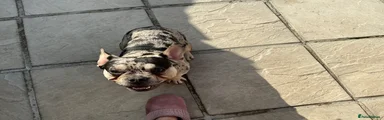 French Bulldog 3