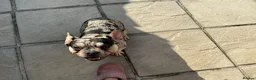 French Bulldog dogs for sale: French Bulldogs - Advert 5