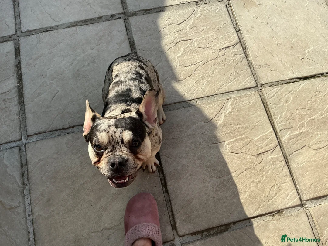 French Bulldog dogs for sale: French Bulldogs - Advert 5