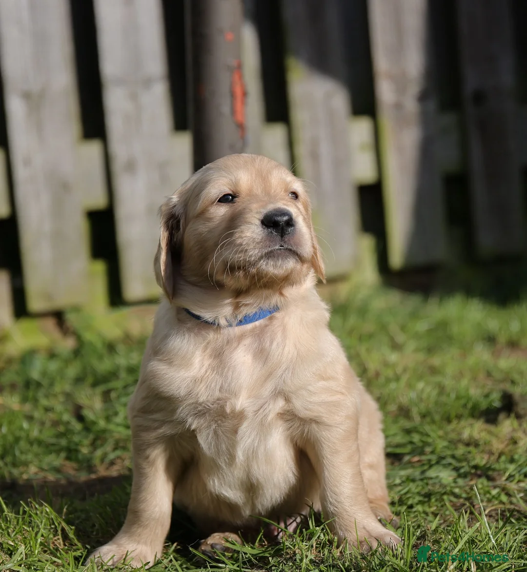 Golden Retriever dogs for sale: Cream Golden Retriever / Goldador boys  - Advert 15