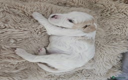 Mixed Breed dogs for sale: Cavapoo/Shihpoo mix - Image 16