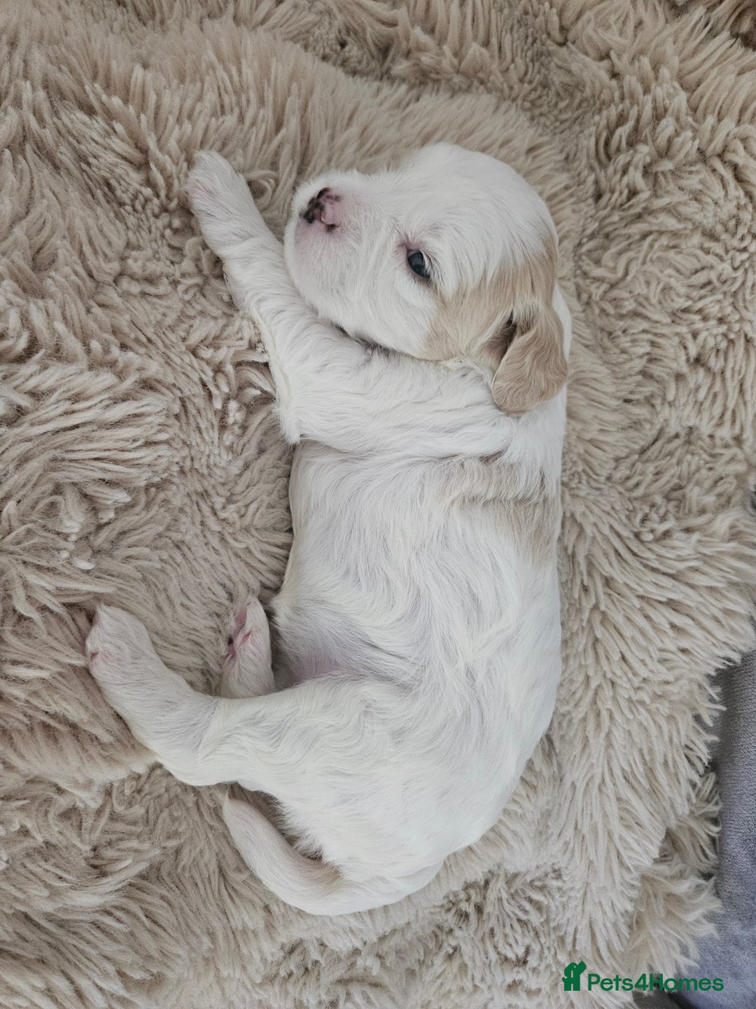 Mixed Breed dogs for sale: Cavapoo/Shihpoo mix - Image 16