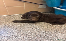 Mixed Breed dogs for sale: Sproodles - Image 6