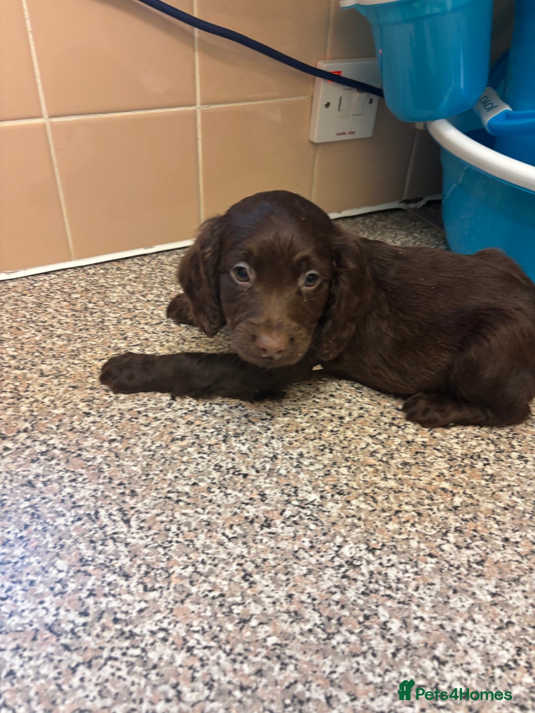 Mixed Breed dogs for sale: Sproodles - Image 6