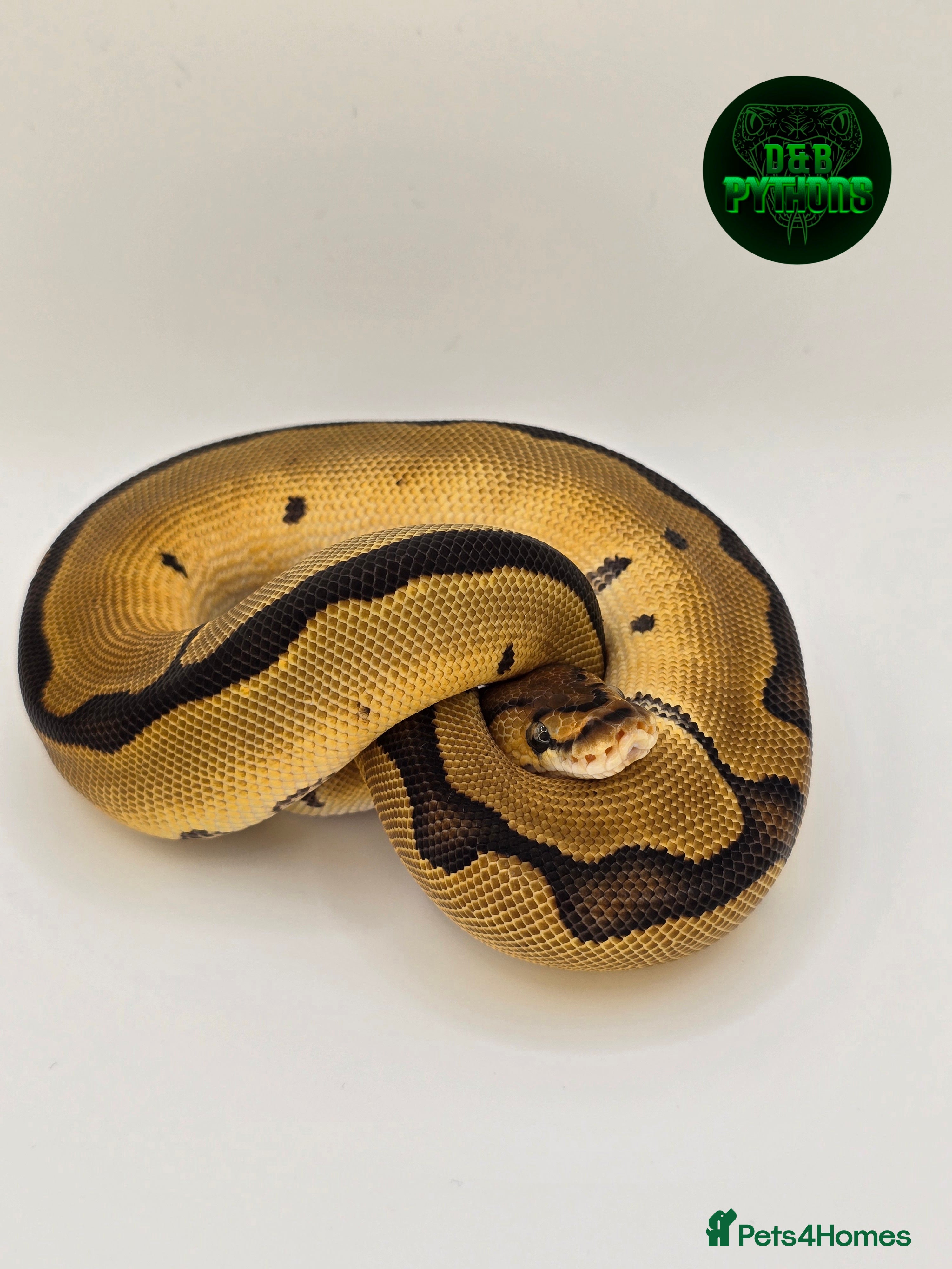 Python Snake reptiles 🐍 Clown Ball Python for Sale – £100 - Advert 1