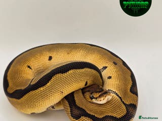 Python Snake reptiles 🐍 Clown Ball Python for Sale – £100 - Advert 5