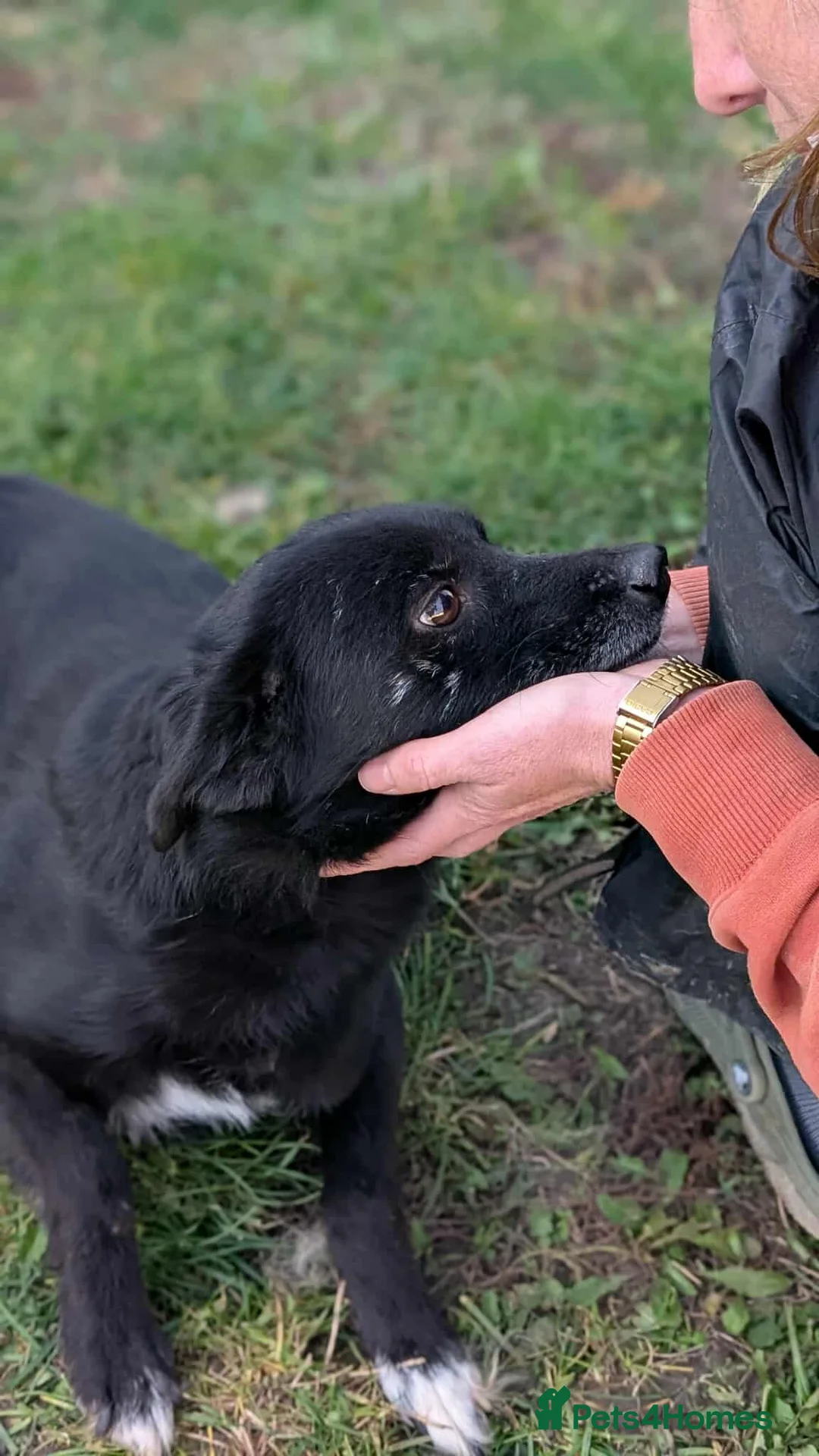 Mixed Breed dogs for adoption: Venus for adoption - Advert 5