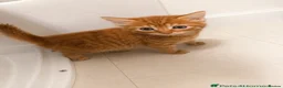 Mixed Breed cats for sale: Loving Mother Cat & Beautiful Kittens for sale - Advert 5