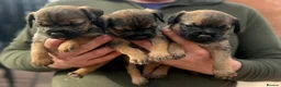 Border Terrier dogs for sale: Quality Border Terrier Puppies - Advert 6