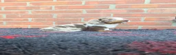 Miniature Dachshund dogs for sale: KC REGISTERED BEAUTIFUL MINIATURE LONGHAIRS - Advert 13