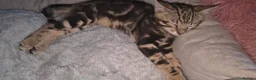 Bengal cats for sale: Bengal Marble kitten male - Advert 6