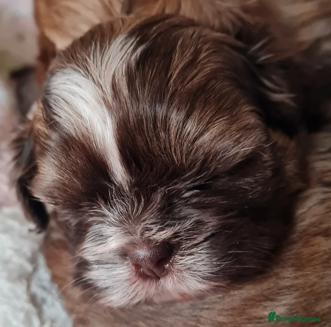 Shih Tzu dogs for sale: Imperial Shih Tzu female, 22 months KC registered. - Advert 28