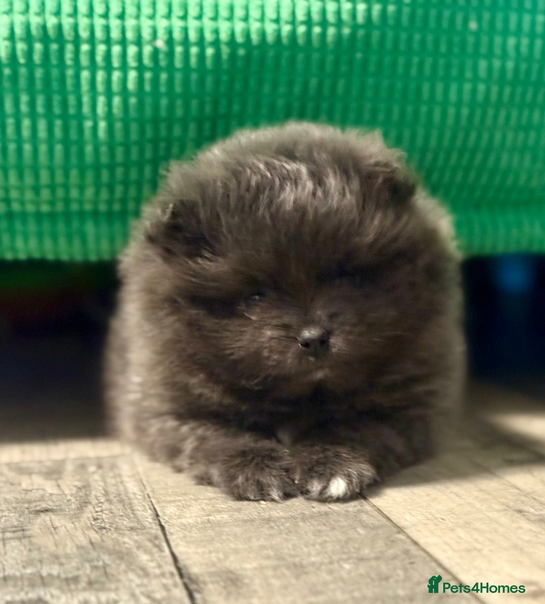 Pomeranian dogs for sale: Stunning Blue Pomeranian Female - Advert 2