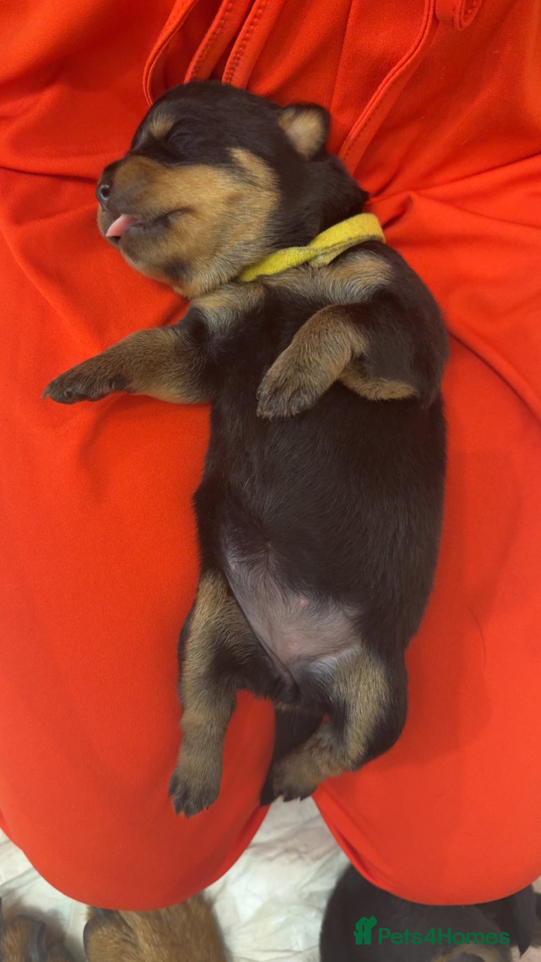 Rottweiler dogs for sale: Rottweiler puppies for 5* homes - Advert 2