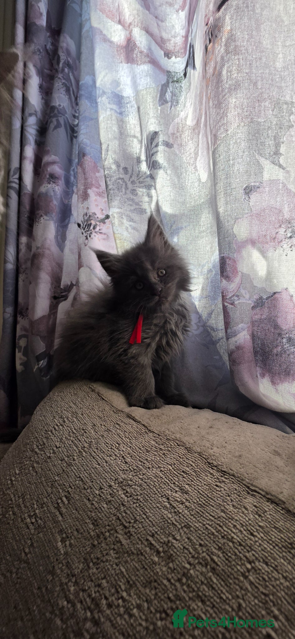 Maine Coon Kitten 1 red collar