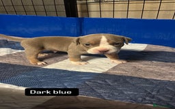 American Bully dogs for sale: AMERICAN POCKET BULLYS - Image 9