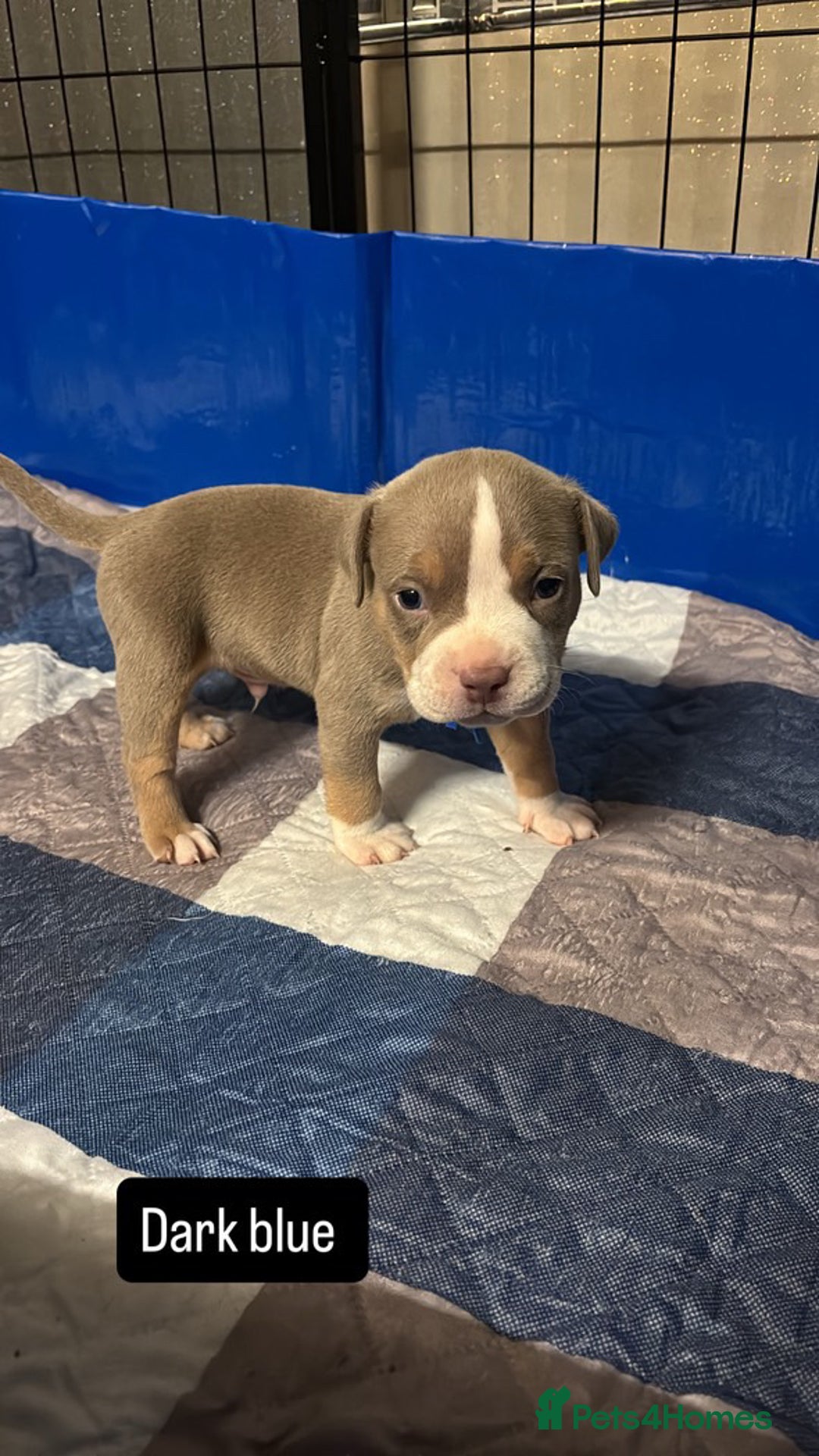 American Bully dogs for sale: AMERICAN POCKET BULLYS - Image 9
