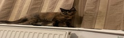 Maine Coon cats for sale: Maine Coon purebred girls - Advert 3