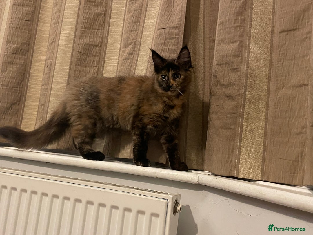 Maine Coon cats for sale: Maine Coon purebred girls - Advert 3