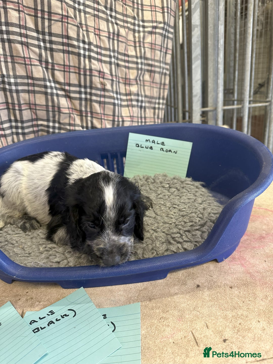 Cocker Spaniel dogs for sale: Two cocker spaniel litters for sale - Image 26