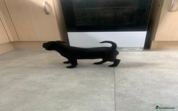Patterjack dogs for sale: Outstanding litter of patterjack puppys for sales  - Image 4