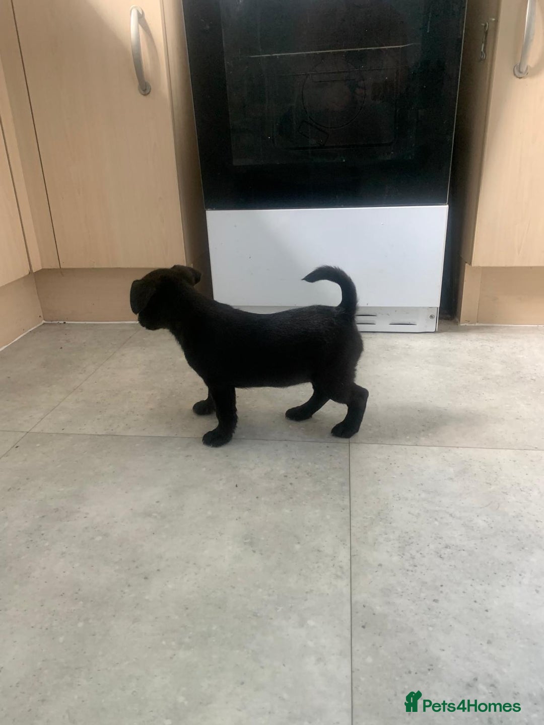 Patterjack dogs for sale: Outstanding litter of patterjack puppys for sales  - Image 4