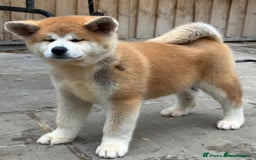 Japanese Akita Inu dogs for sale: Stunning Japanese Akita Inu - Image 11
