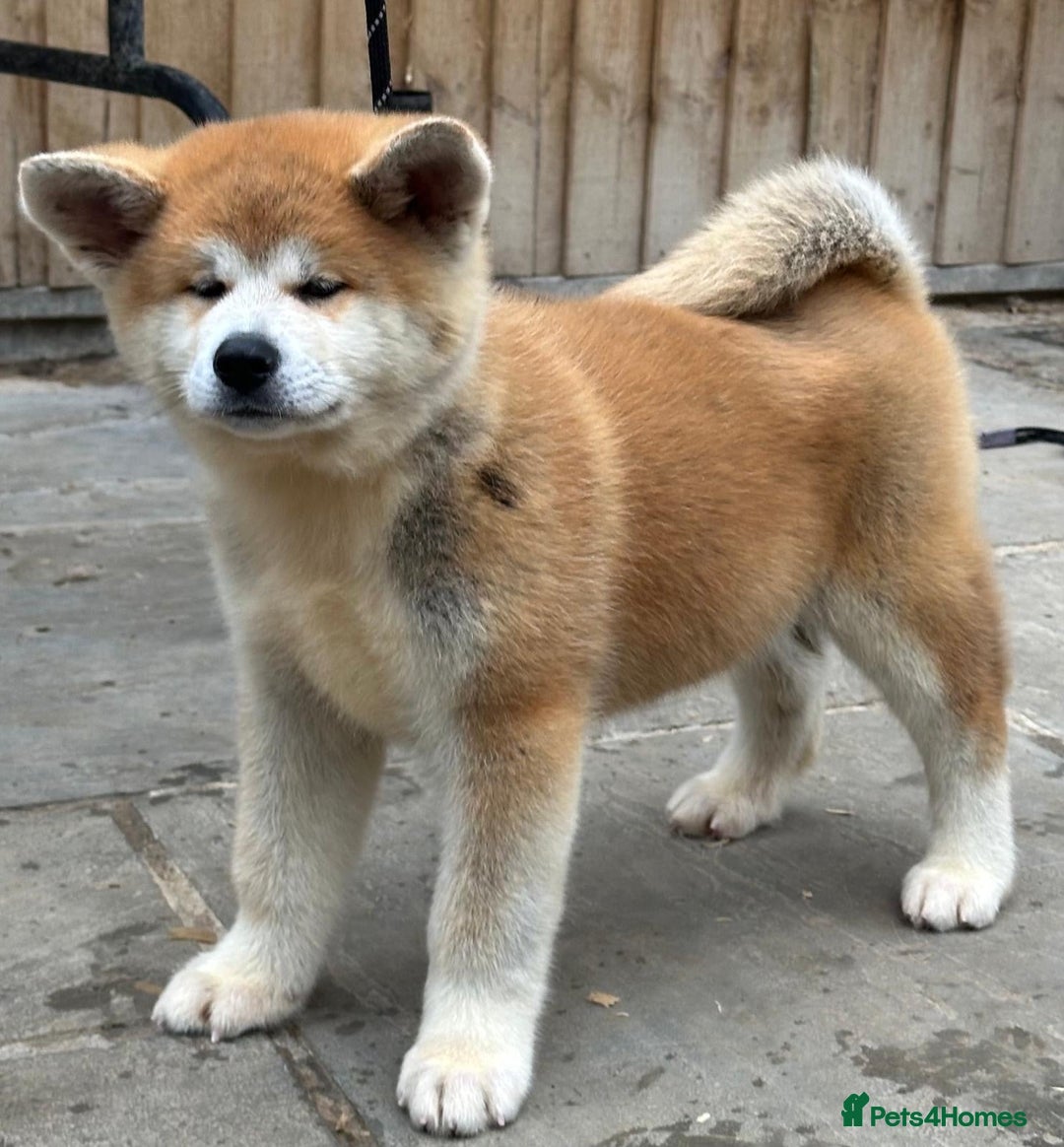 Japanese Akita Inu dogs for sale: Stunning Japanese Akita Inu - Image 11