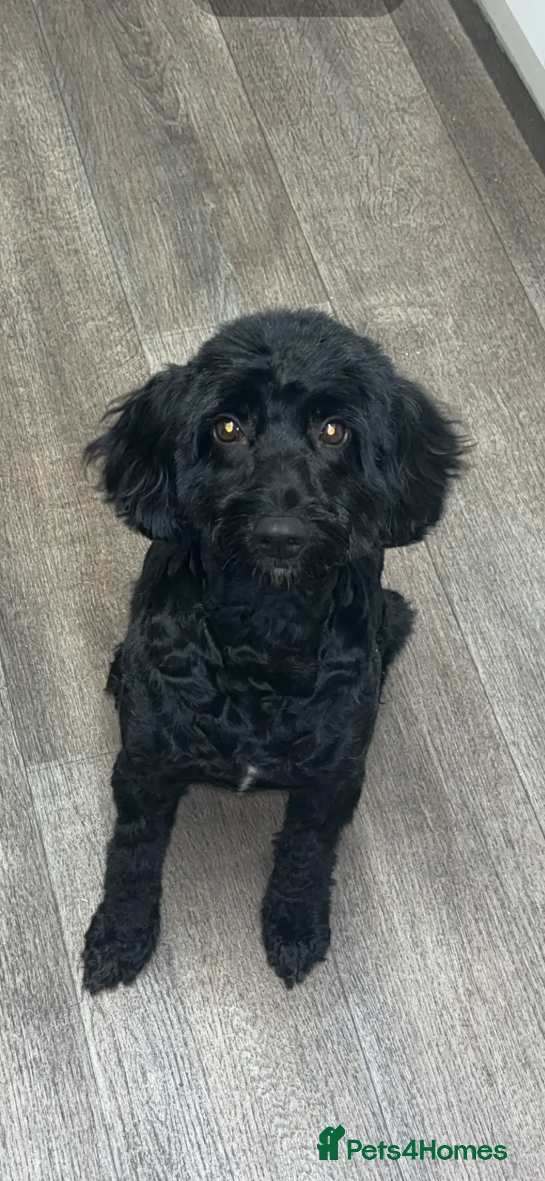 Cockapoo dogs for sale: 1 girl left  - Advert 1