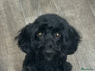 Cockapoo dogs 1 girl left - Advert 9