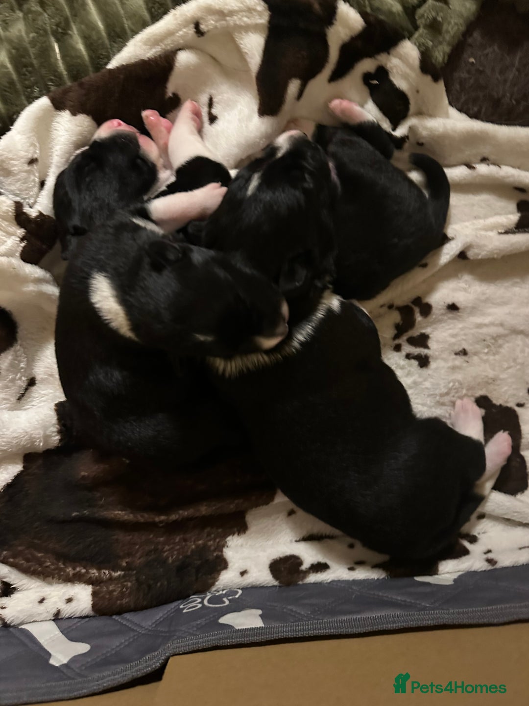 Border Collie dogs for sale: 2 border collie puppies - Advert 12