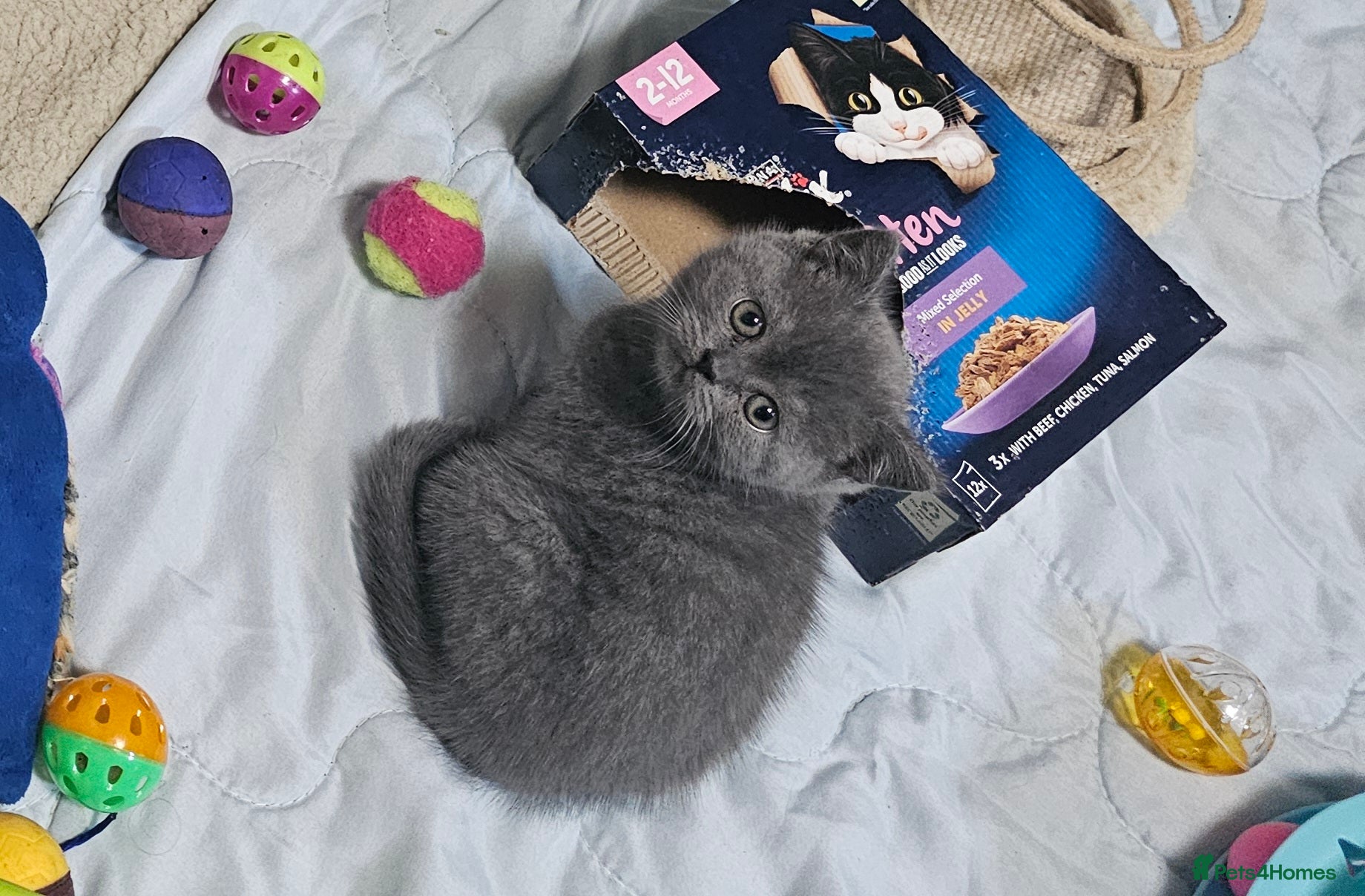 British Shorthair cats Purebred  British shorthair kittens  - Advert 2