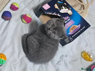 British Shorthair cats Purebred British shorthair kittens - Advert 1