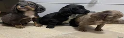 Cocker Spaniel dogs for sale: Beautiful Cockers  in Edinburgh - Advert 4