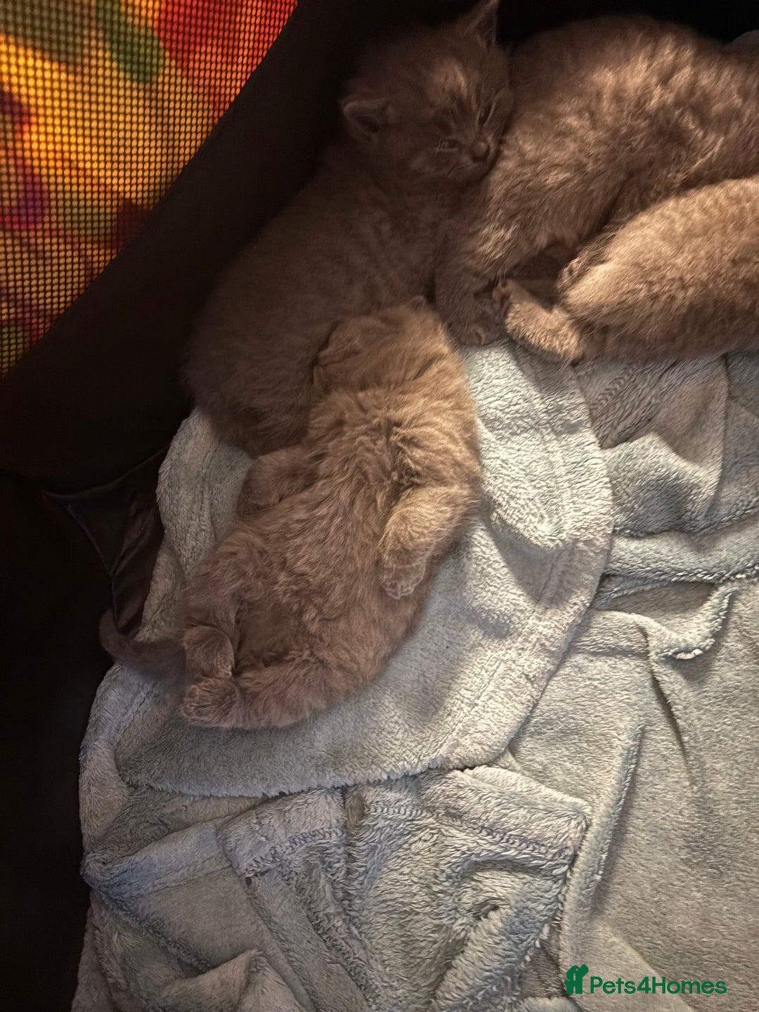 British Shorthair cats for sale: 4 British shorthairs kitten looking new home🐱🐱🐱 - Advert 8