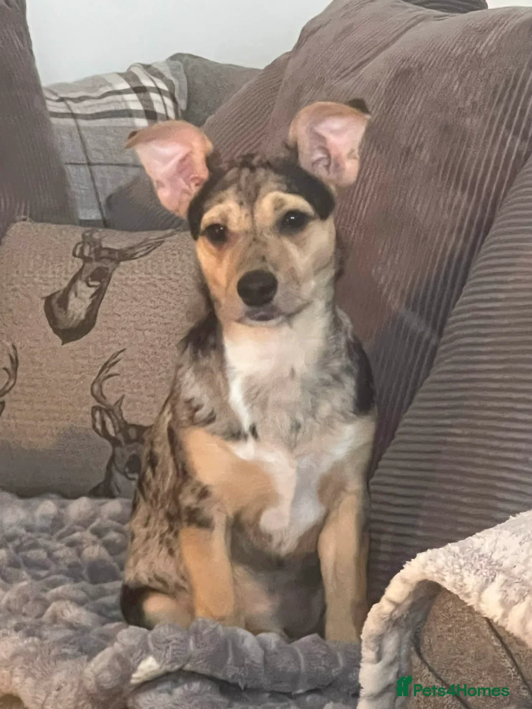 Mixed Breed dogs for sale: 6 month old Chihuahua cross looking for new hone in Glasgow - Advert 3